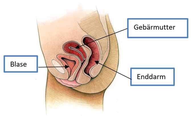 Längsschnitt durch weiblichen Körper mit normaler Lage der Organe